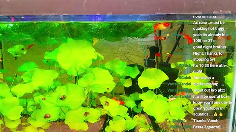 LIVE | The Guppy Chronicles: Relax with the Tranquil Guppies