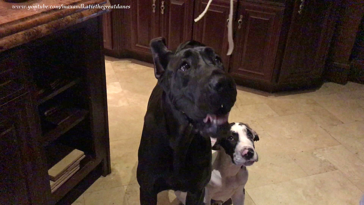 Great Danes share tasty spaghetti dinner together