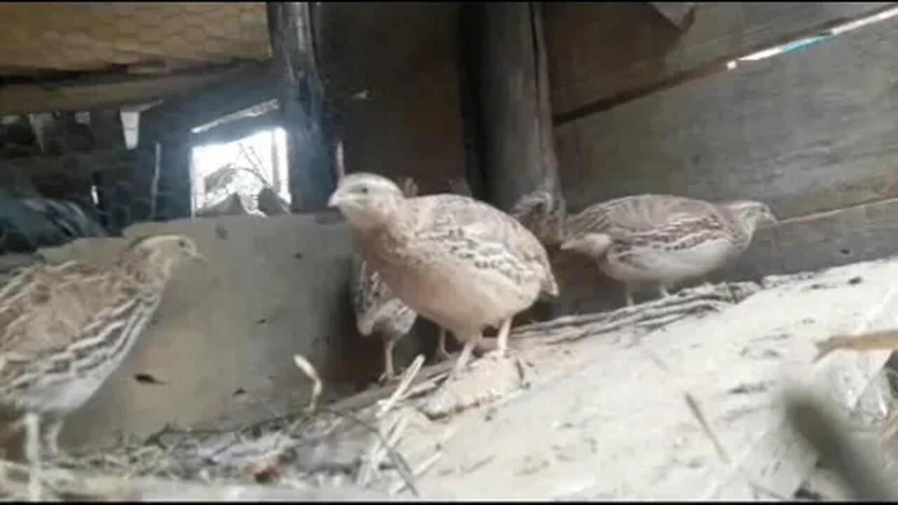 CODORNA SE DIVERTINDO CRIAÇÃO DE AVES