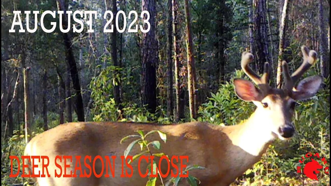 2023 Deer Hunting Season