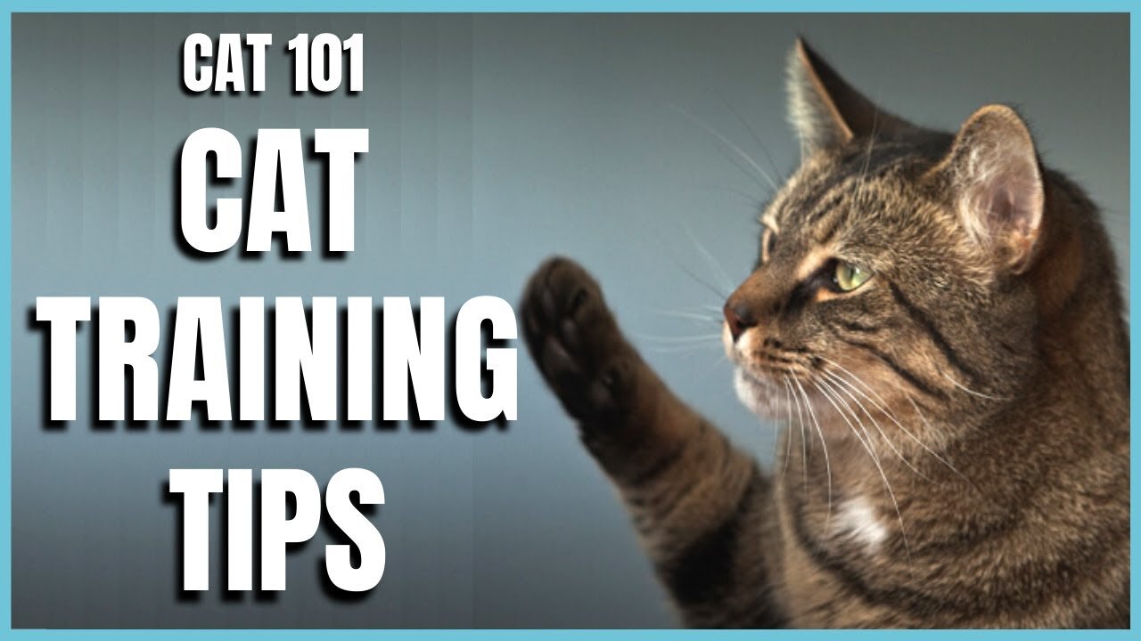 Cats 101:Basic Cat Training Tips l How to train cats!