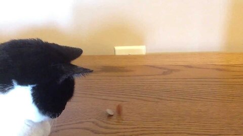 World Coin Dancing Uninpressed Cat