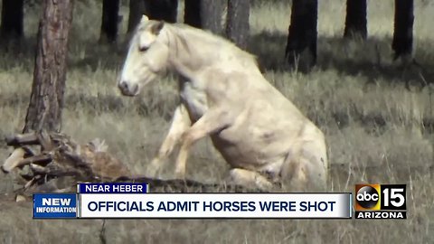 Officials admit wild horses were shot