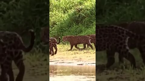 Família de Leopardos #shorts