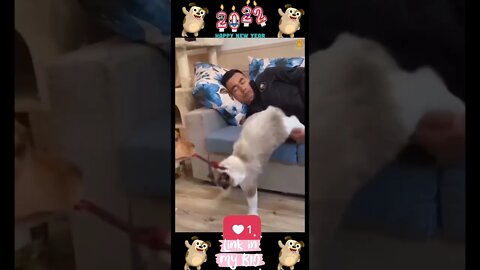 #20_😂🐶😂 #Baby #Dogs - #Cute and #Funny #Dogs #Video 😂🐶😂 (#2022)