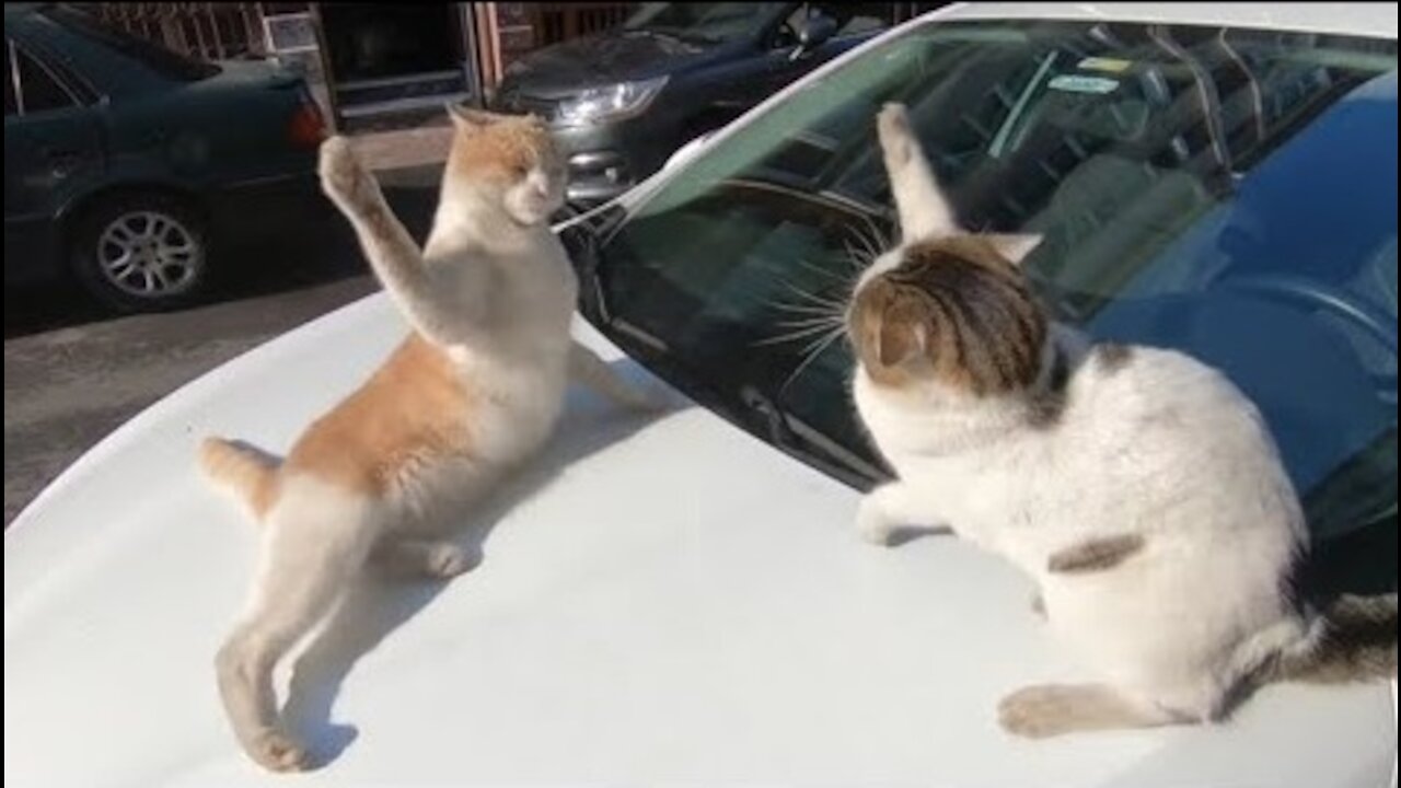 Two cats can't share the Space on the car