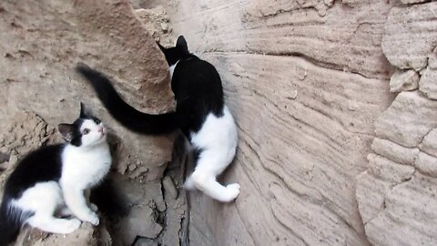 Our Cats #96 #shorts - Panqueeñou and Pasha Conquer ‘Mission Impossible’ Rock Climb – PART 1