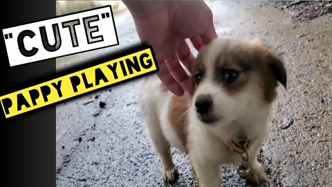 Cute puppy playing || Puppy playing || Sweet Puppy ||