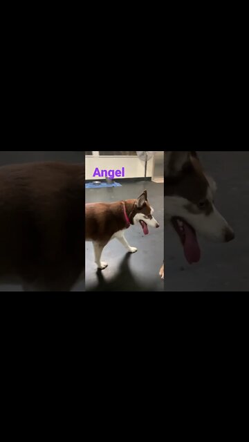 [Shorts 0168] ANGEL [#dogs #doggos #doggos #puppies #dogdaycare]
