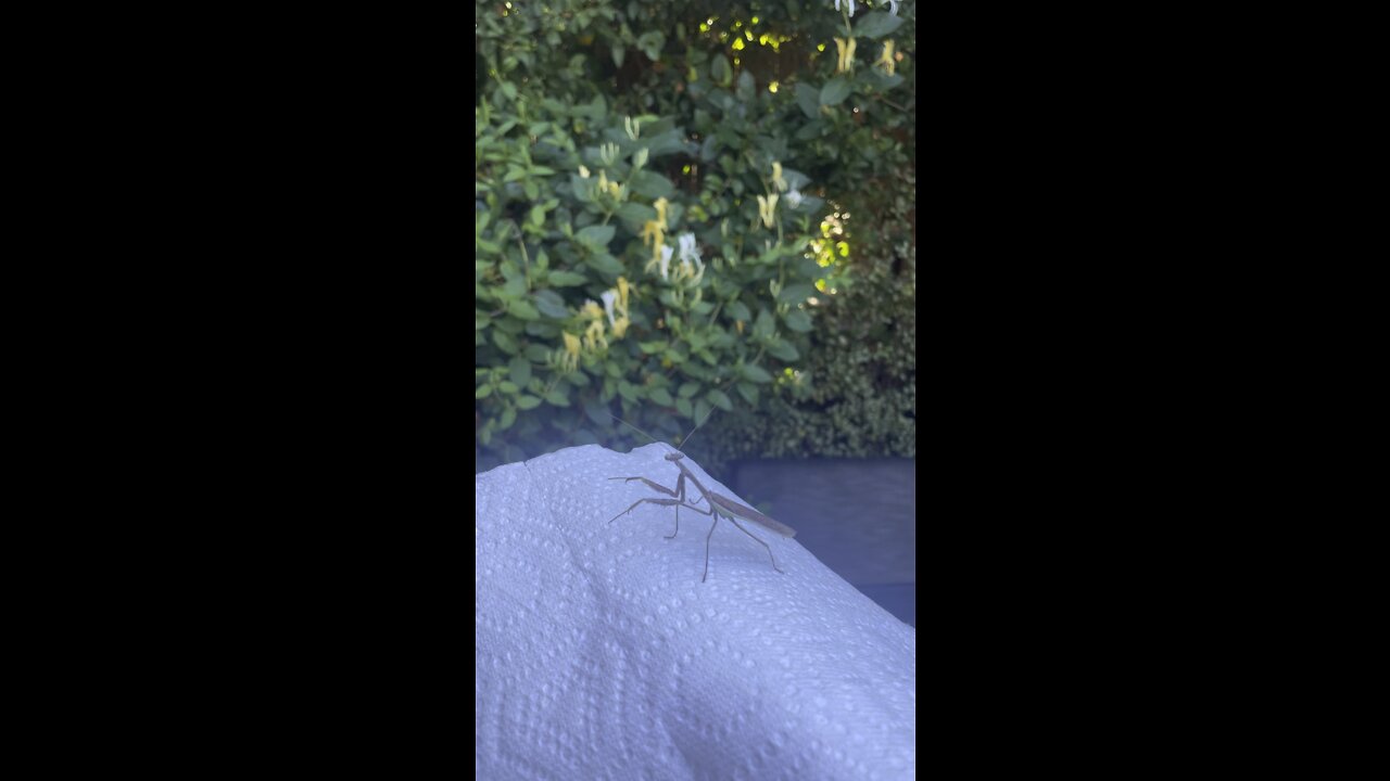 Praying mantis is re-located to the honeysuckle