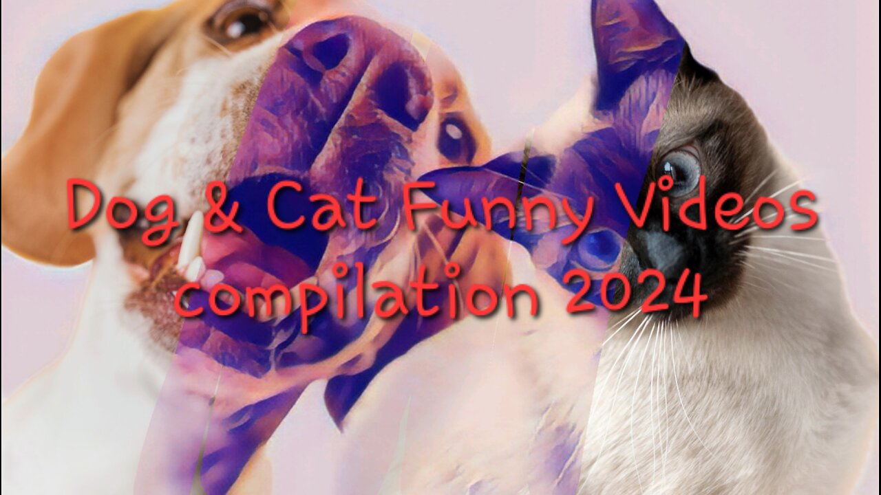 Funny animal videos | Dogs and cats Compilation 2024