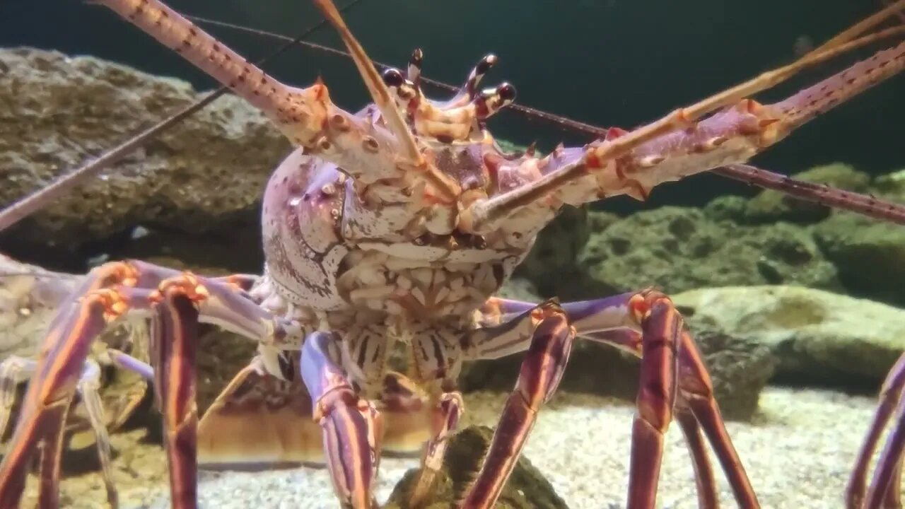 Giant Lobster on the sea floor close up8