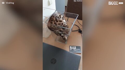 Un chat joue les contorsionnistes dans un vase