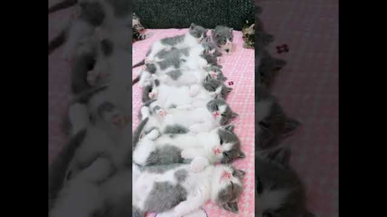 Funniest 😻Cats And Dogs From Tik Tok - Try Not To Laugh - 😇 Cute cats #short (3)