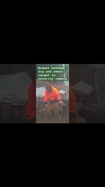 Farm surveillance. Dog and owner ❤️