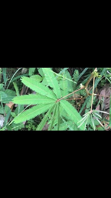 Sensitive Plant, Mimosa Pudica, 5-meo DMT