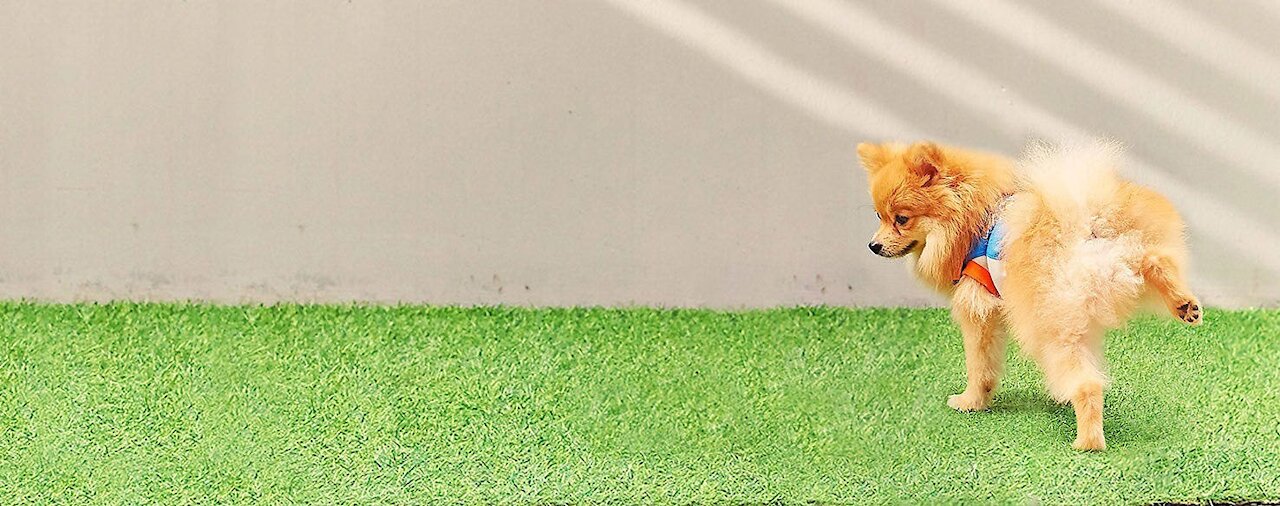 How To Potty Train Your Pomeranian? | Dog Potty Training