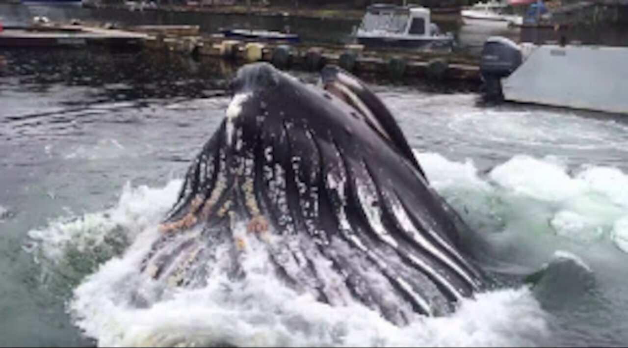 Humpback Whale Docks at Alaska Marina WOW