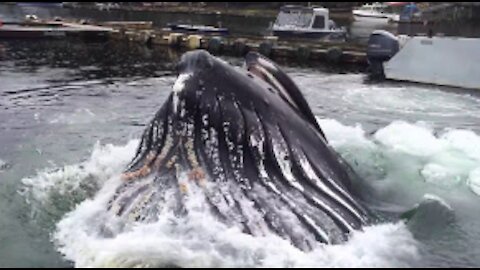 Humpback Whale Docks at Alaska Marina WOW