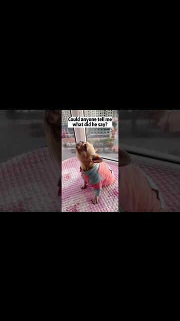 Can anyone tell me what does this French bull it’s time to say?