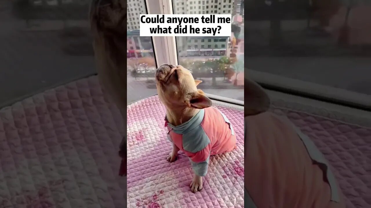Can anyone tell me what does this French bull it’s time to say?