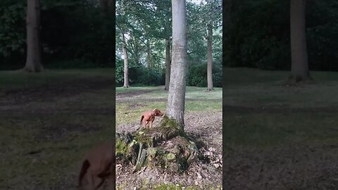 Jeffrey 🐕 Chasing Munchies 🐿️, Tom and Jerry #shorts #animals #dog #squirrel