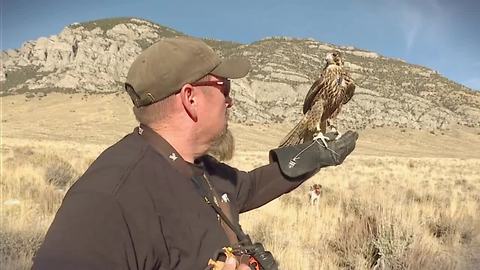 Falconry a 4,000-year-old sport thrives in Idaho