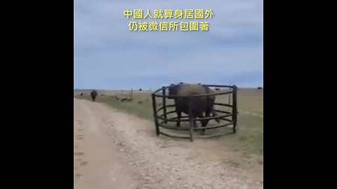 20221015 中國人就算身居國外，仍被微信所包圍著！