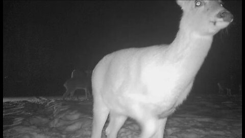 DeerCams #013