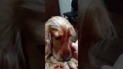 golden dog , shorts(3)