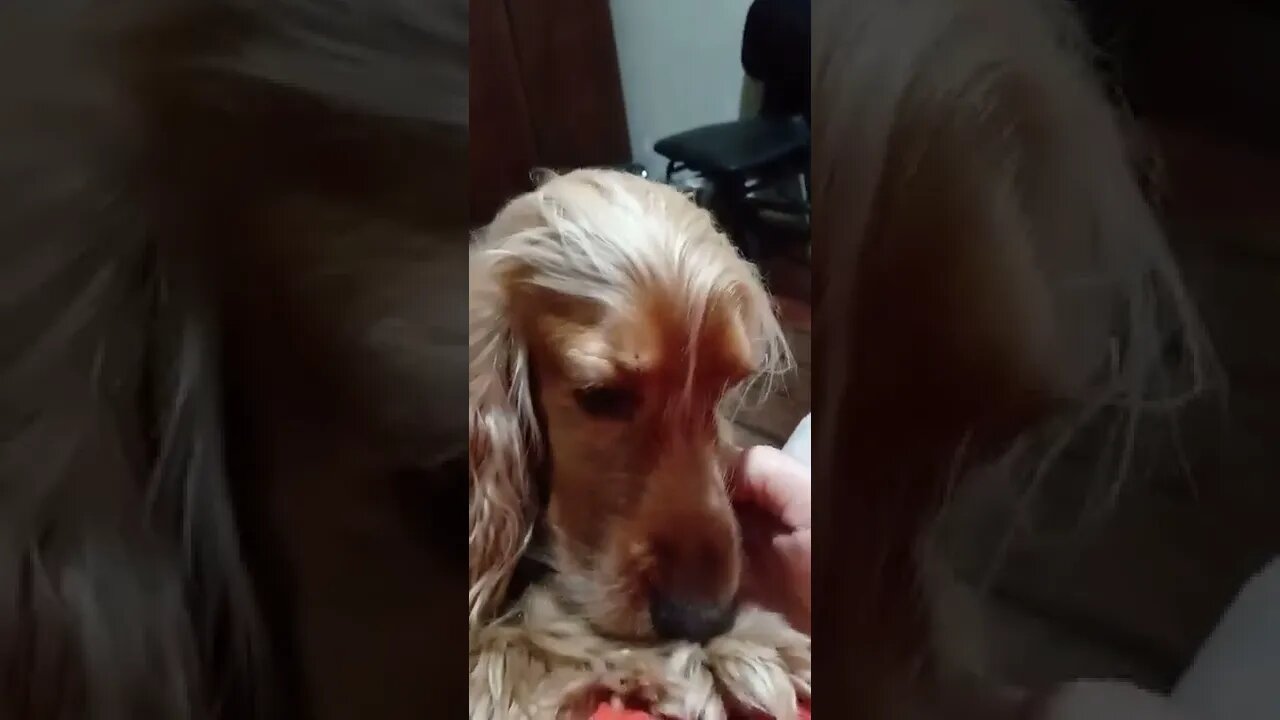 golden dog , shorts(3)
