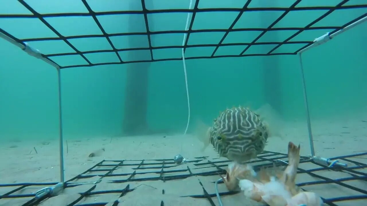 Outer Banks Crab Trap