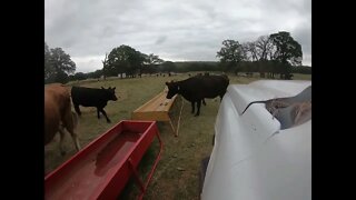 Feeding Cows - Gordon Ranch