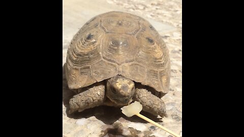 Toothpick tug-o-war with my Amman Jordan Airbnb turtle who lives in the courtyard