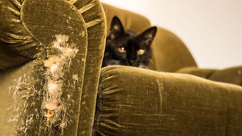 Why Do Cats Scratch Your Furniture ?