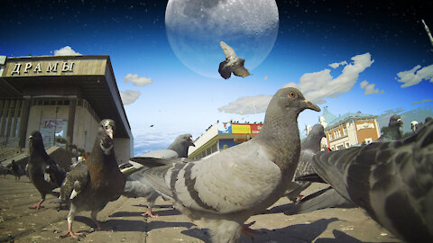 doves on the background of the moon