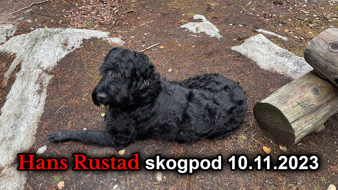 Skogpod 10. november 2023