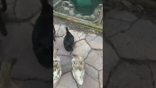 Ducks coming home for dinner