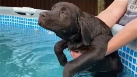 Cão nada em piscina de forma hilariante