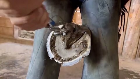 WORK HORSE gets Hooves Treated-8