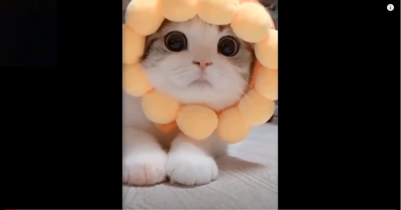 Cutest Pets ♥ Cute Baby Animals & Funny Pets Video Compilation #2