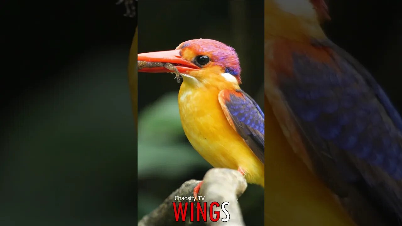 🐧 #WINGS - Avian Artist: Oriental Dwarf Kingfisher and Nature's Palette 🐦