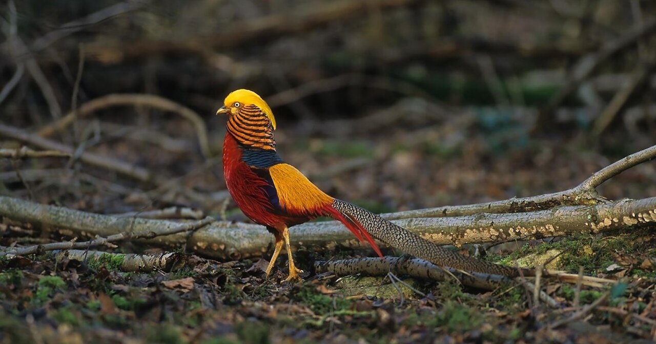 Beautiful golden pheasants and wading birds around the world
