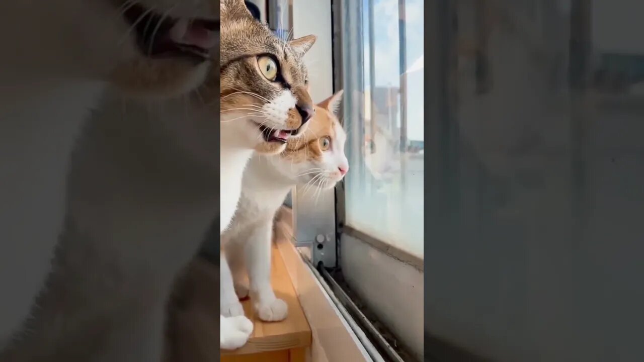 “Kitties Unleashed: A Whisker-twitching Adventure of Cuteness!” #cute #furry #Purrfect #Furry #tiny