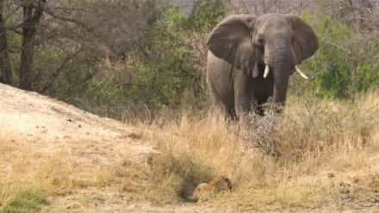 Un éléphant sauve la vie d'un impala