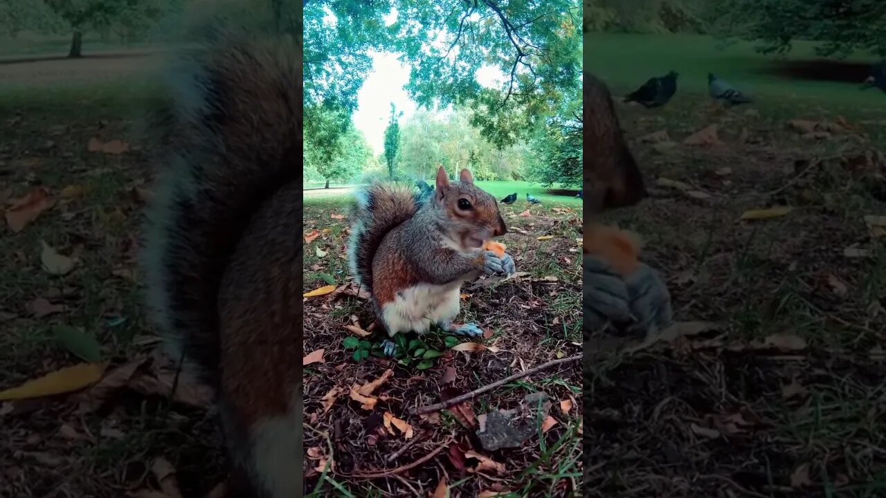 I've never seen such a cute animal😘funny squirrel🐿️🐿️🐿️#shorts#animals#video