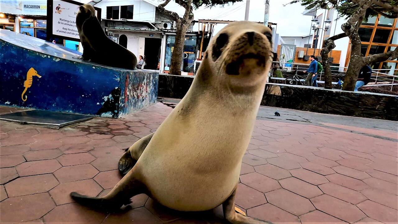 Sleeping sea lion comically wakes up to belch at fish market