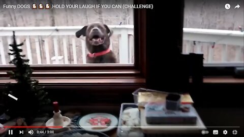 Funny DOGS 🐶🐶🐶 HOLD YOUR LAUGH IF YOU CAN (CHALLENGE)