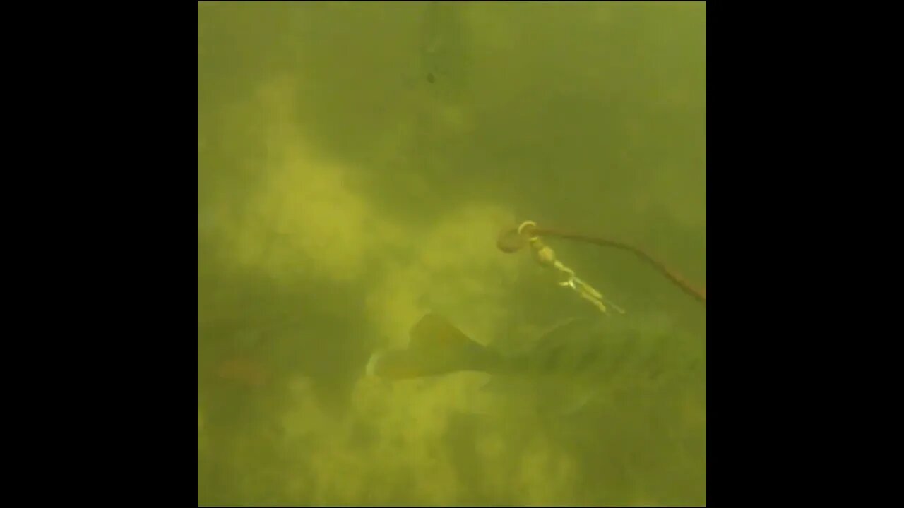 bluegill hooks itself