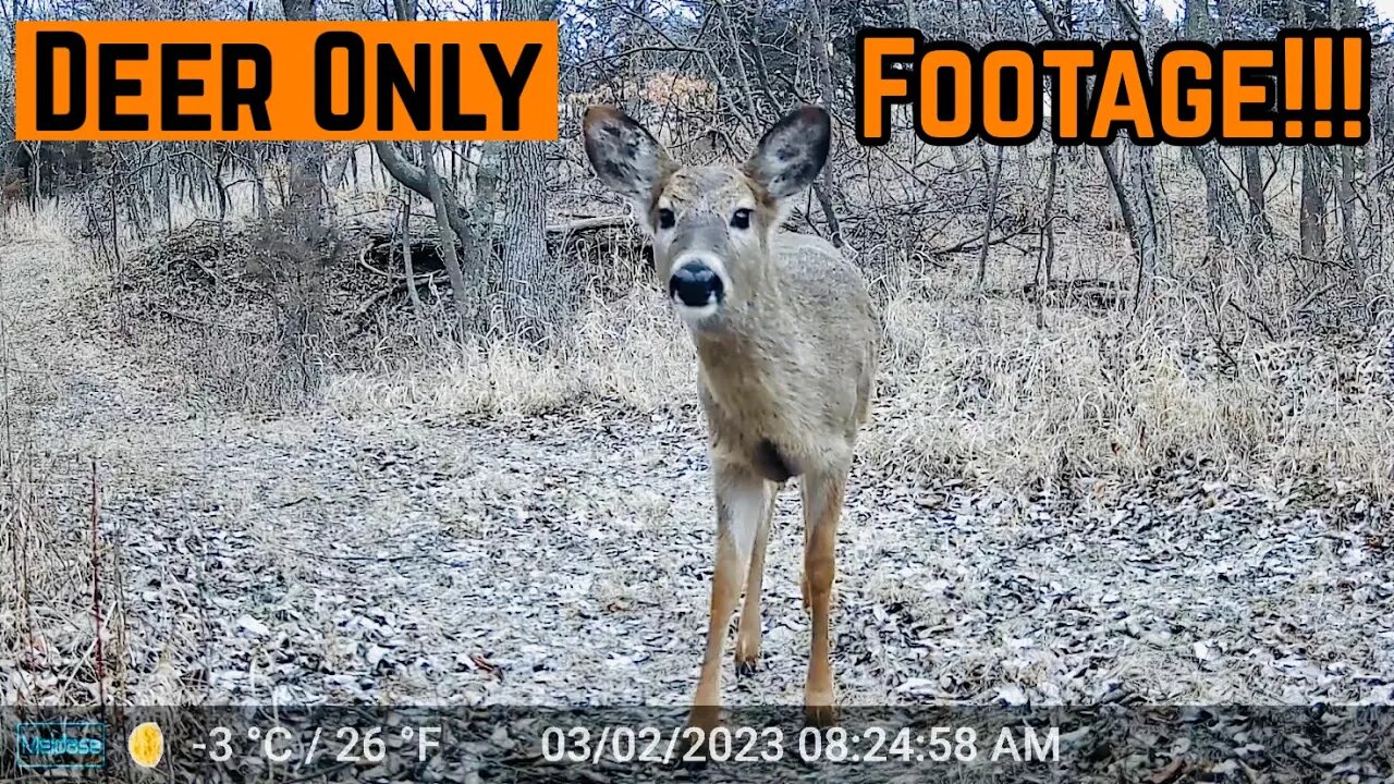 Trailcam FOOTAGE From Around The PROPERTY!!! (Deer Only!!!)